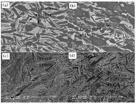 可以发现,tmc1中tib晶须相对较为细长,在600°c 拉伸时,一根晶须可